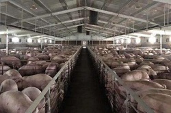昆仑中大生猪养殖环境智能监测解决方案
