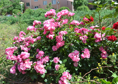 满园月季，北京小铂铑热电偶厂家邀请您来考察